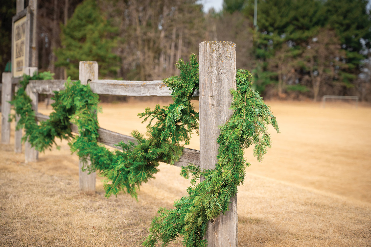 Fresh Balsam Fir Garland