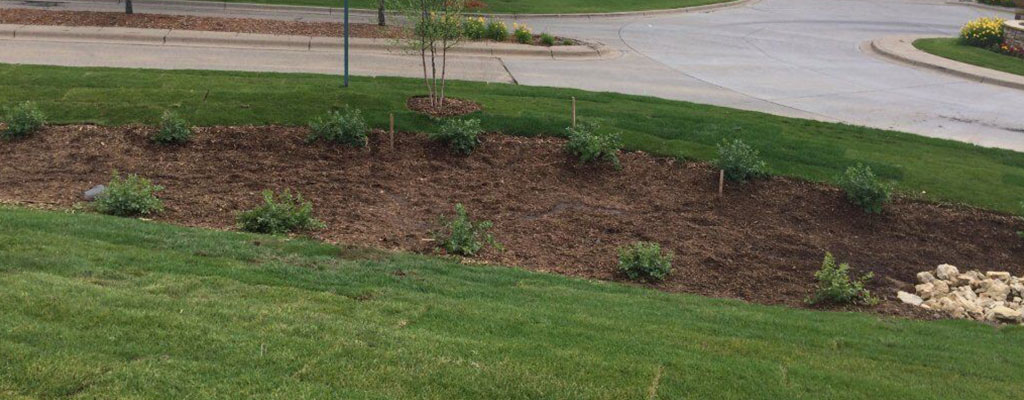 Why Your Yard Might Need a Rain Garden - Sustainability